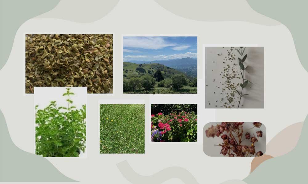 beneficios_del_oregano_para_la_biodiversidad.