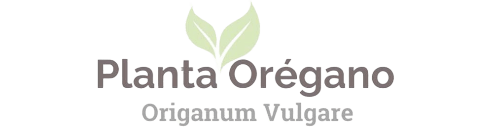 planta orégano-origanum vulgare